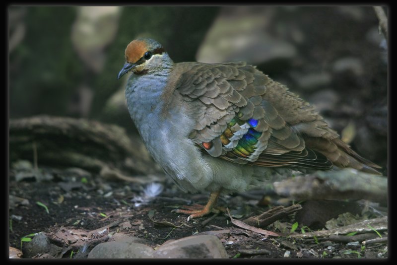 Brush Bronzewing