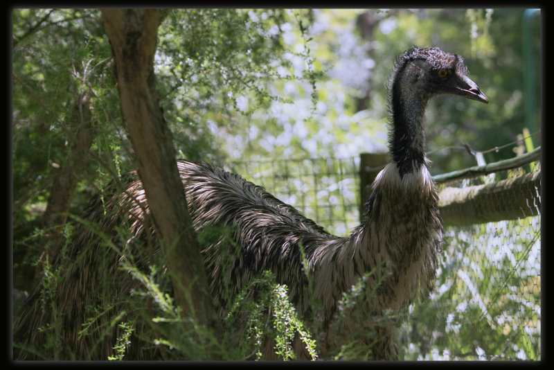 Emu