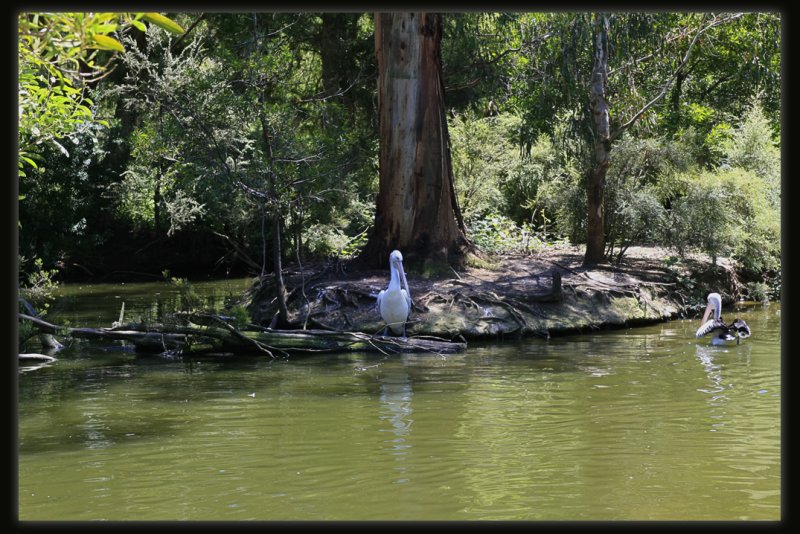 Pelicans