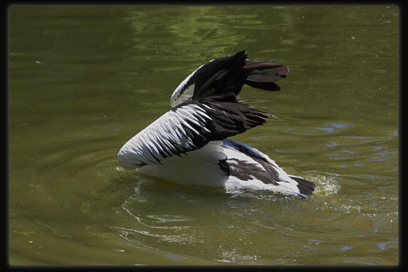 Pelican