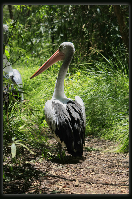 Pelican