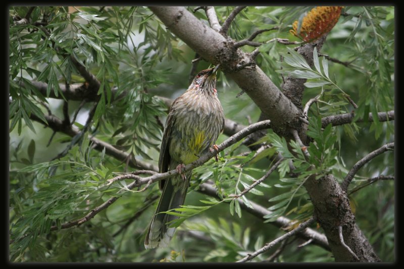 Red Wattlebird