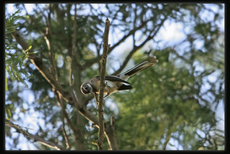 Grey Fantail