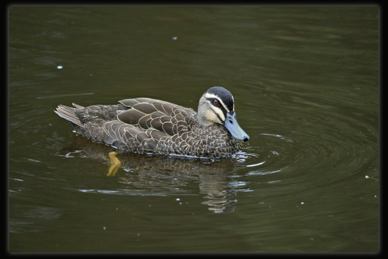 Pacific Black Duck