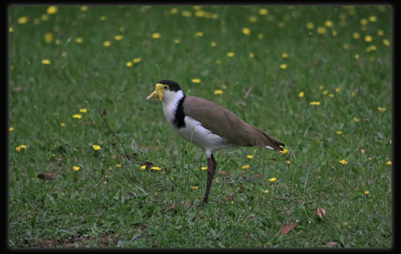 Australian Masked Lapwing