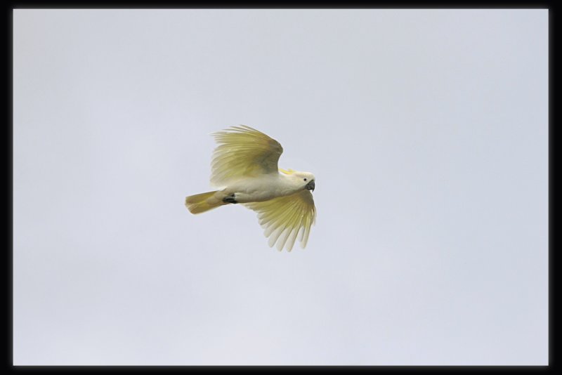 Sulphur Crested Cockatoo