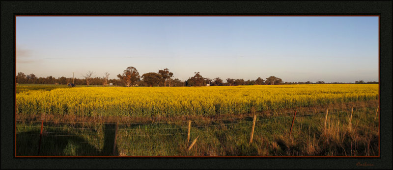 Canola field near Echuca