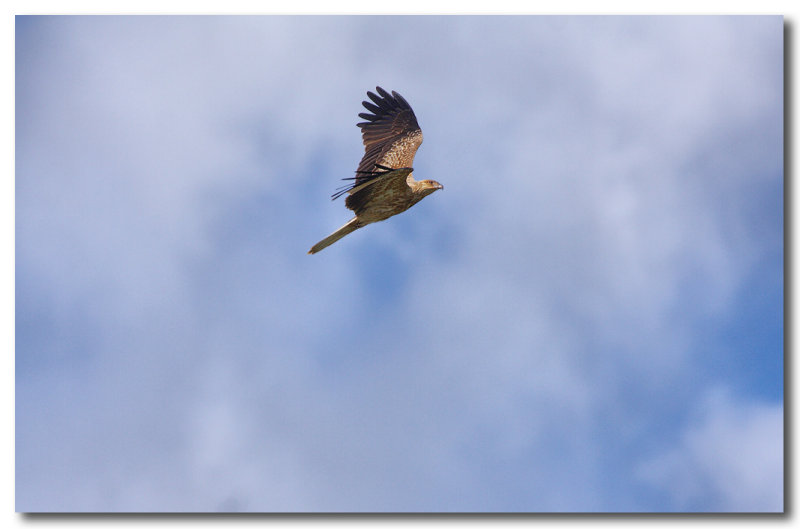 Whistling Kite 