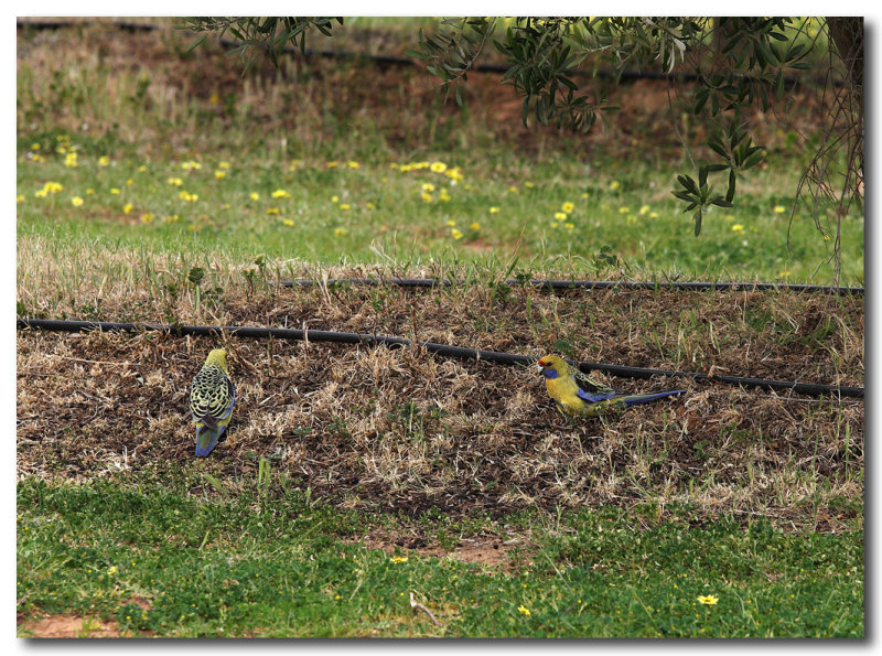 Yellow Rosella 