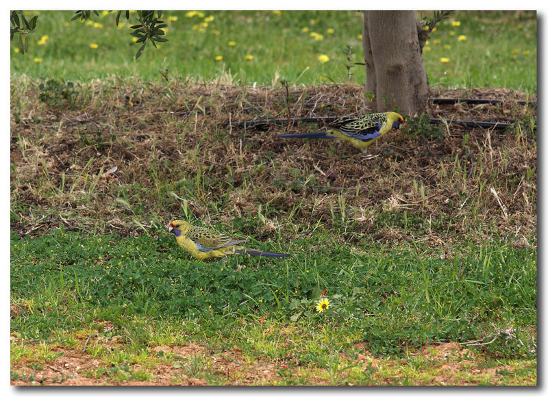 Yellow Rosella 