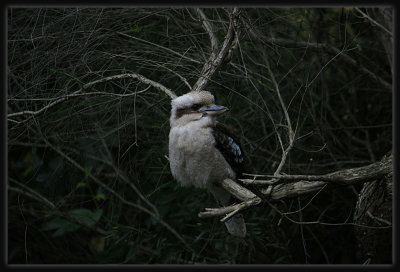 Kookaburra