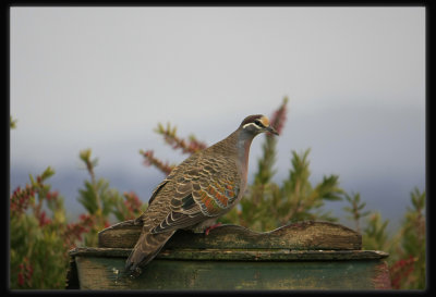 Bronzewing