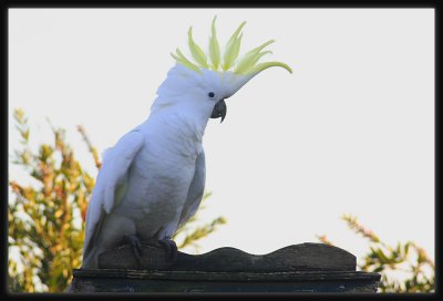 Sulphur Crested Cockatoo