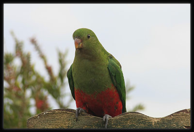 King Parrot - Female