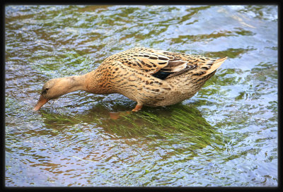 Mallard - Female