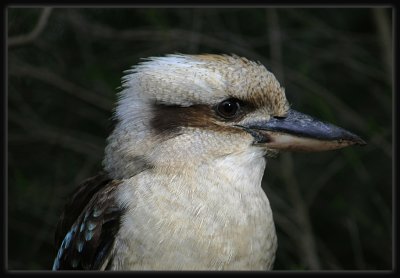 Kookaburra