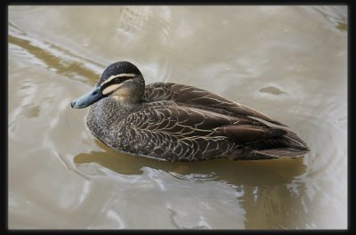 Pacific Black Duck - Female