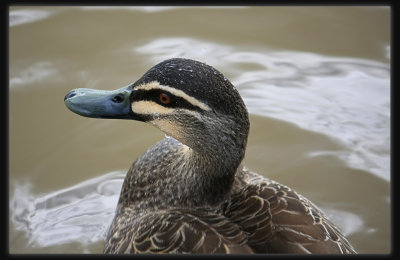 Pacific Black Duck - Female