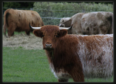 Highland Cattle