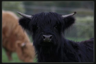 Highland Cattle