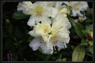 Dwarf - Rhododendron