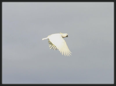 Sulphur Crested Cockatoo - In Flight