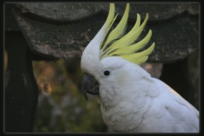 Sulphur Crested Cockatoo - Close Up