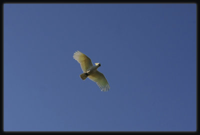 Sulphur Crested Cockatoo - In Flight