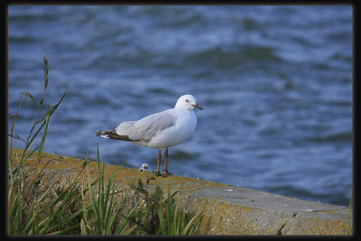 Silver Gull