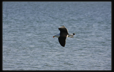 Pacific Gull in Flight