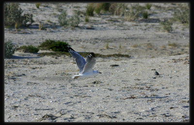 Silver Gull in Flight