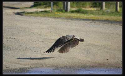 Pacific Gull - Taking Off