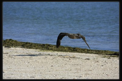 Pacific Gull - In Flight