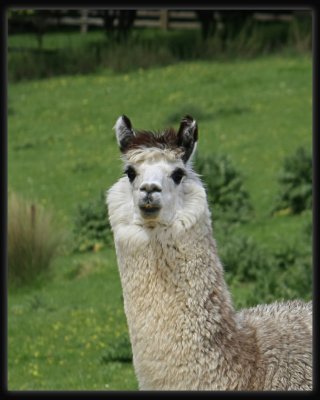 Alpaca