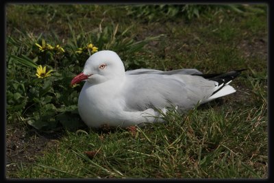 Silver Gull