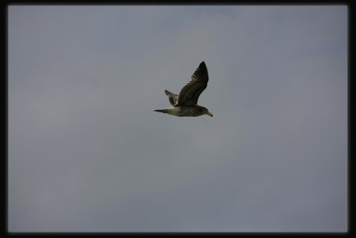 Pacific Gull in Flight