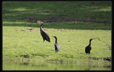 Great Cormorant