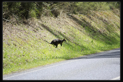 Wallaby