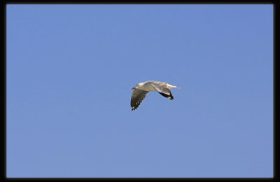 Silver Gull