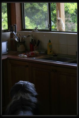 Clancy - Our Bearded Collie watching the window.