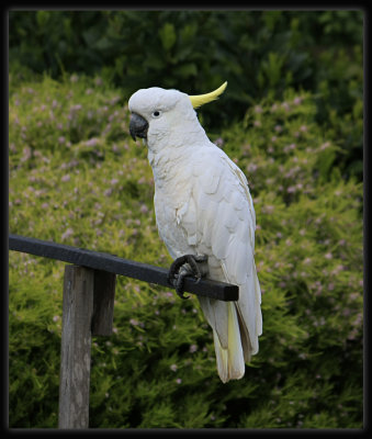 Sulphur Crested Cockatoo