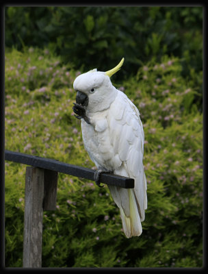 Sulphur Crested Cockatoo
