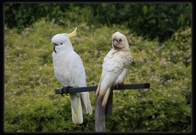 Sulphur Crested Cockatoo & Little Corella