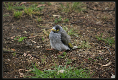 Noisy Miner - Chick