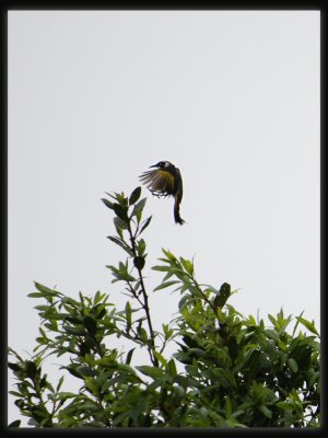 New Holland Honeyeater