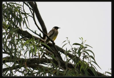 Red Wattlebird