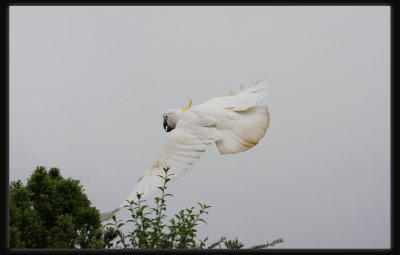 Sulphur Crested Cockatoo - In Flight