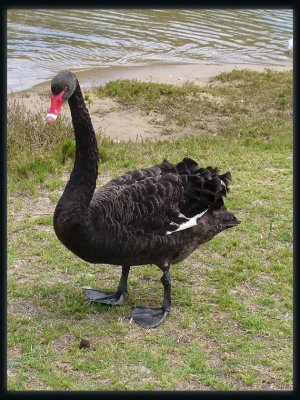 Black Swan - Lakes Entrance