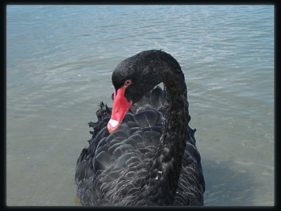 Black Swan - Lakes Entrance