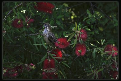 Red Wattlebird - Juvenile